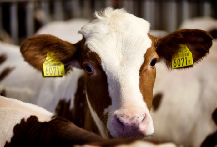 Ter illustratie. Veel vleeskalveren in Nederland krijgen longontsteking door een slecht weerstand.
