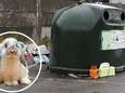 Politie zoekt dierenbeul die konijntje in glascontainer dumpte