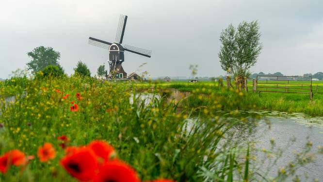 Molens in Streefkerk en de Alblasserwaard in de rouwstand na dood molenaar