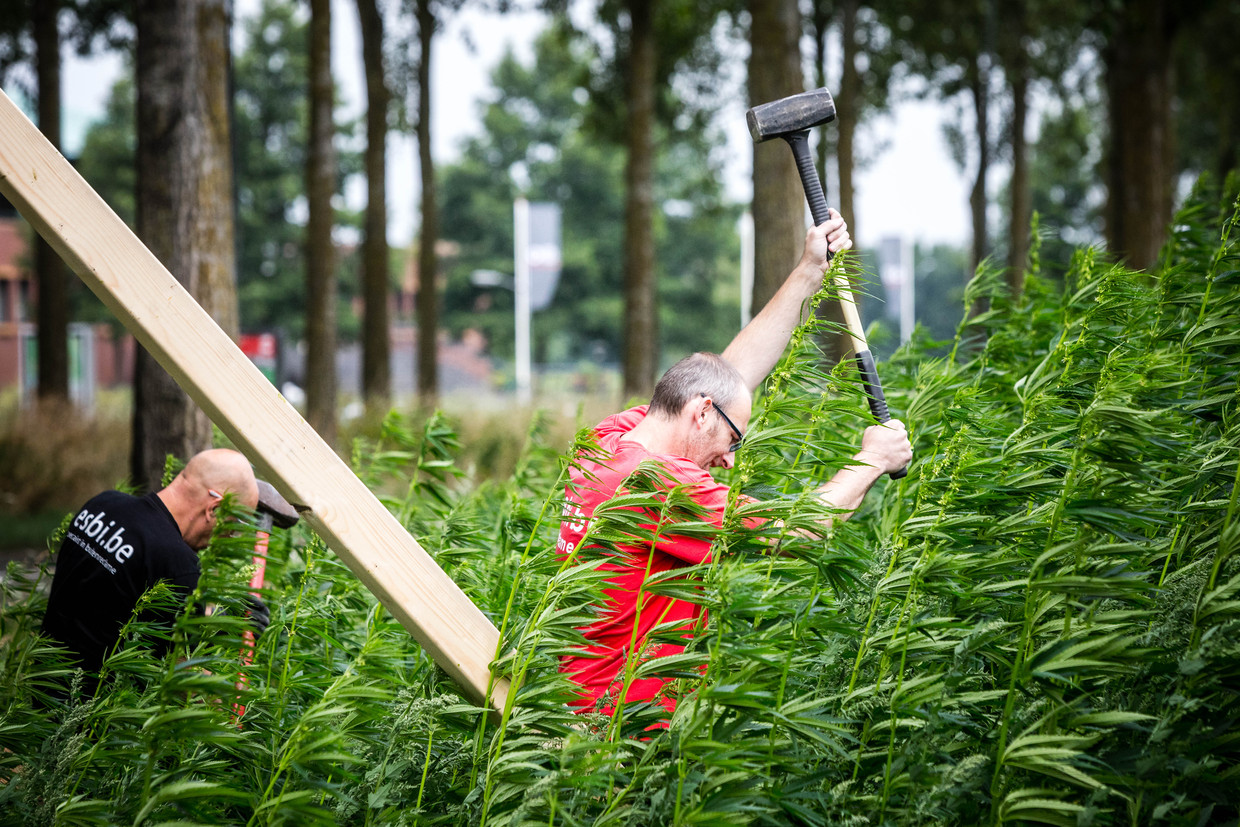 Aan het werk in het Helmondse hennepveld. Beeld Hollandse Hoogte, Rob Engelaar