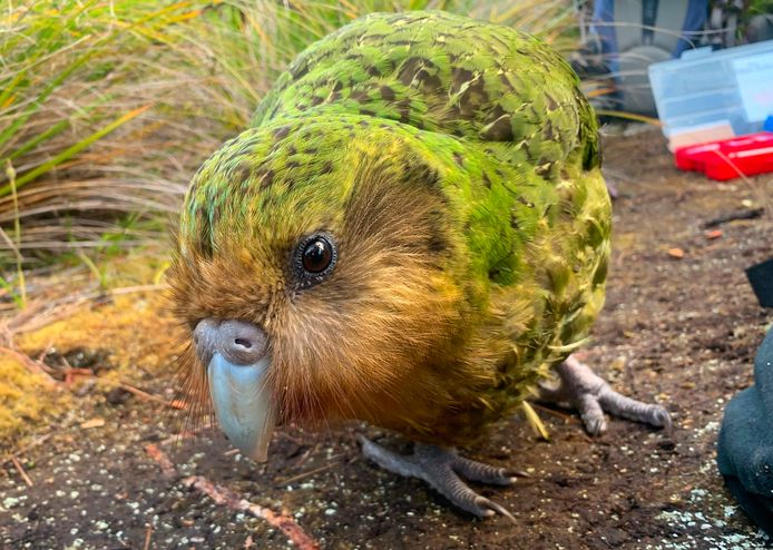 De Kakapo