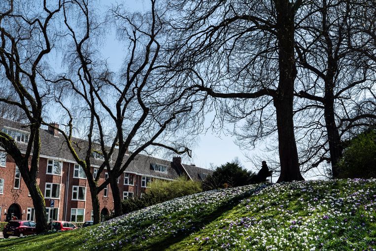 Het Noorderplantsoen in Groningen. Overal moet natuur zijn, voor iedereen. Alleen dan is de achteruitgang van natuur en biodiversiteit te stoppen en te herstellen, adviseert de Raad voor de leefomgeving en infrastructuur vandaag. Beeld Reyer Boxem