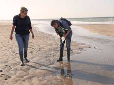 Op fossielenjacht op de Maasvlakte: Peter en Ingrid zoeken al jaren naar sporen van reuzenbever 