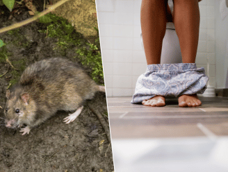 Ratten overspoelen Amsterdam: “Onlangs voelde dame op toilet plots een rattensnuitje tegen haar billen”