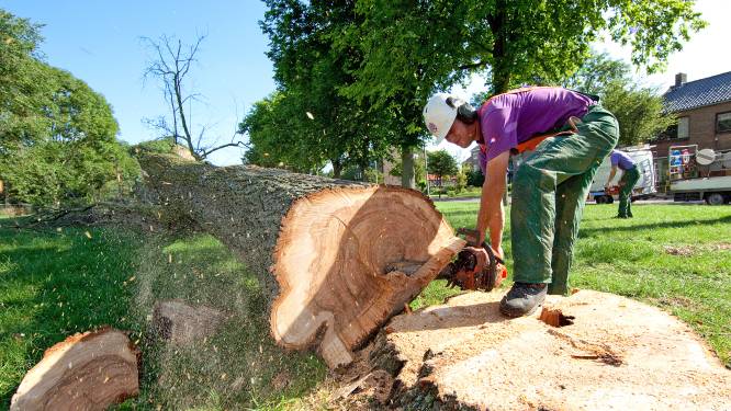 Schimmel houdt huis in Ede: 87 bomen gekapt