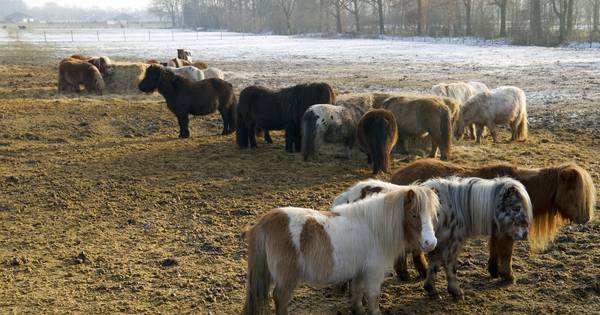 Video | Pony's Slagharen beroemd, maar ook afgedankt | Hardenberg - De Stentor