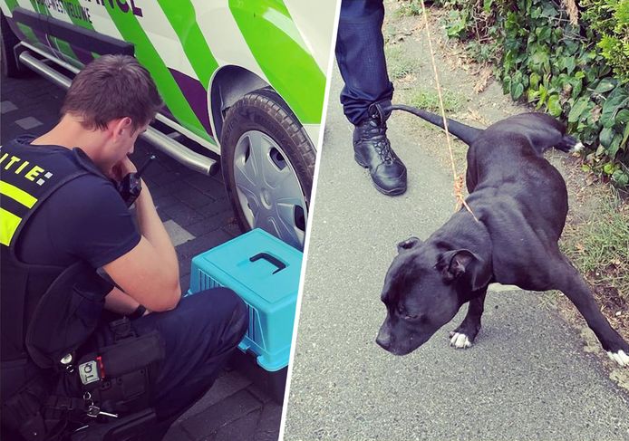 De politie Veluwe-West kwam onlangs in actie voor een kat en een hond.