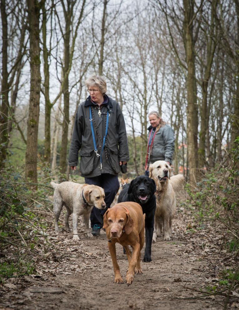 Bij Hondencreche Doggiedog Ravotten Honden De Hele Dag Het Parool