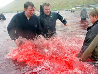 Na ophef beperken Faeröer-eilanden traditionele dolfijnenjacht tot 500 dieren