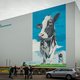 FrieslandCampina boekt forse winst, boer kreeg bijna 50 procent meer voor melk