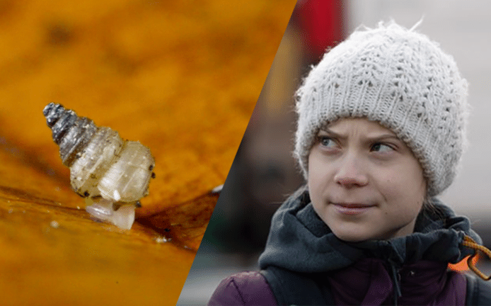 De nieuw ontdekte slak 'Craspedotropis gretathunbergae' en de Zweedse klimaatactiviste Greta Thunberg.