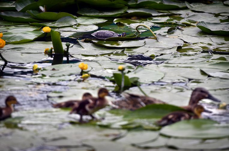 Een schildpad in een stadsvijver in Leidschendam. Beeld Marcel van den Bergh / de Volkskrant