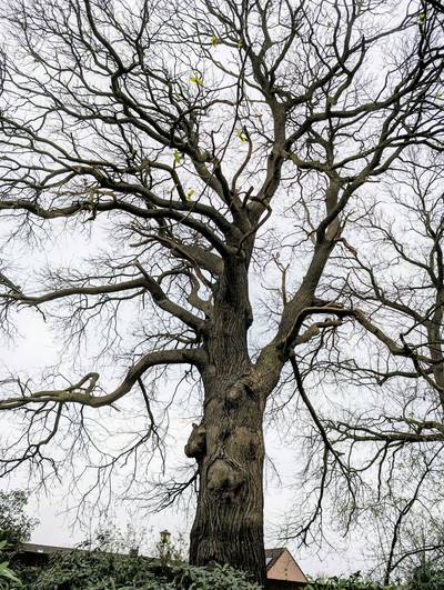 Lezing over monumentale bomen bij IVN Asten-Someren