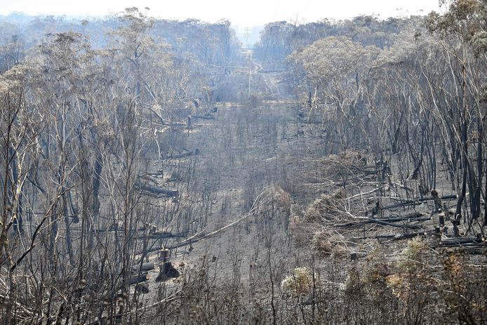 Verbrande bomen in de Blue Mountains ten noordwesten van Sydney.