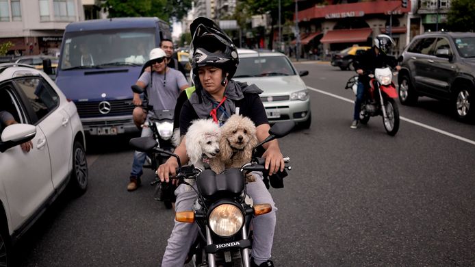Een man rijdt moeiteloos met twee poedels voorop zijn motorfiets door Buenos Aires in Argentinië. De honden hebben geen helmpjes op. Foto Victor R. Caivano