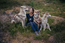 Lisa van Hoof met haar drie Saarlooswolfhonden