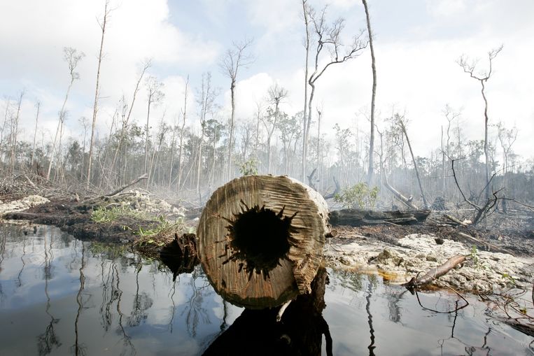 WWF meningkatkan kewaspadaan: Deforestasi di Belanda telah dilakukan sepuluh kali dalam lima belas tahun