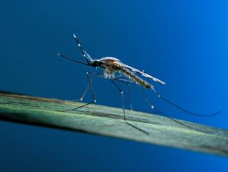 “Jarenlang was er geen effectief vaccin tegen malaria, maar daar komt nu verandering in”: wat veroorzaakt die ziekte en hoe herken je die?
