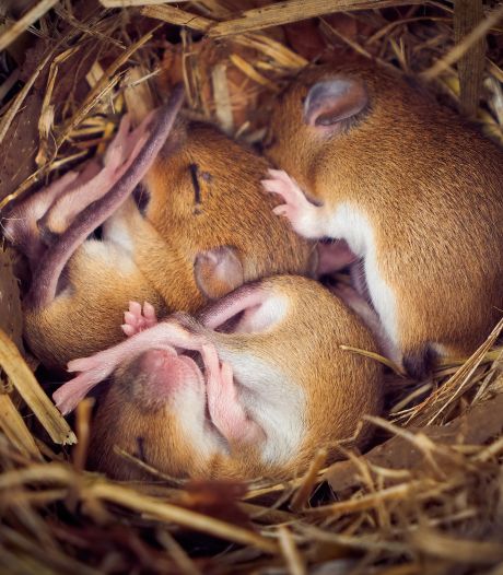 Wát een muis droomt, weten we niet: waaróm hij droomt misschien wel
