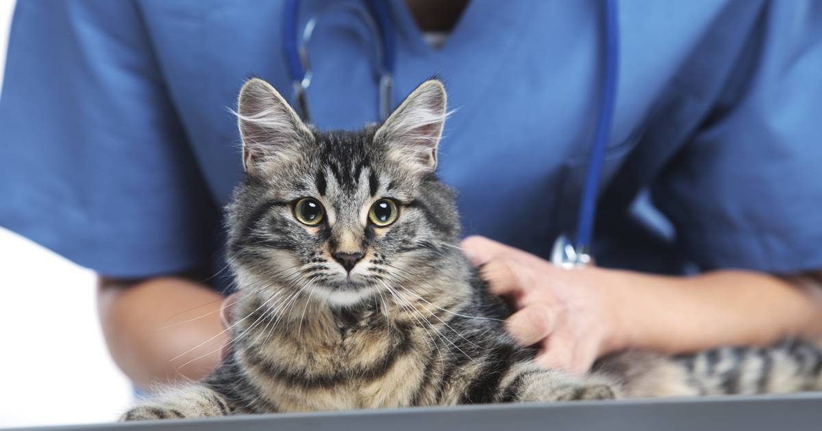 Jonge kat loopt duiventil binnen en wordt met luchtbuks door kop geschoten in Standdaarbuiten