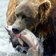 Siberië stelt avondklok in wegens bereninvasie