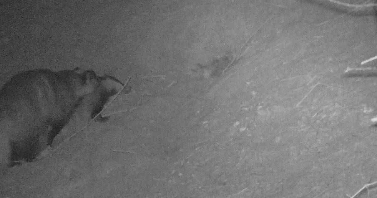 ‘Unieke beelden’ van parende dassen in Witharen, hongerige baby’s houden zich nog schuil