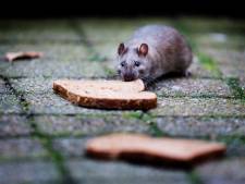 Ratten genieten van volle vuilniszakken op straat: ‘Daar krijgt Utrecht over twee maanden last van’