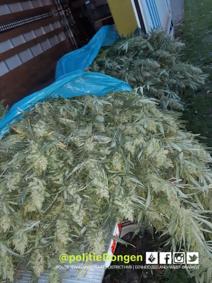 Hennep in Dongen