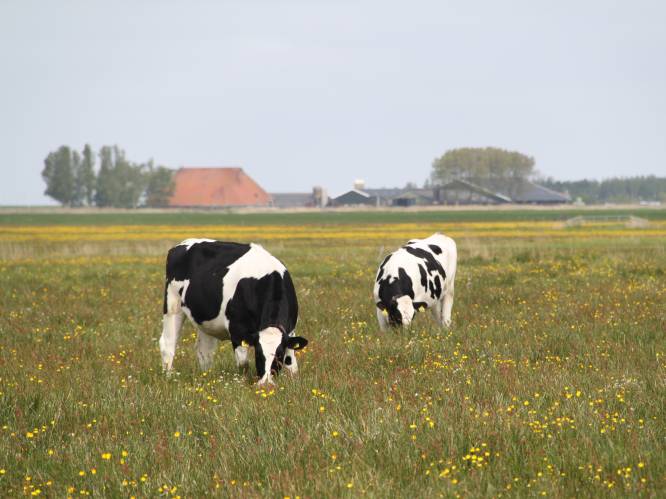 Steeds meer boeren in Provincie Utrecht stappen over op kruidenrijk grasland: ‘Net zo productief’