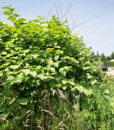 ‘Onuitroeibare’ duizendknoop zit nieuwbouw in de weg: tot 2,5 meter diep grond afgraven