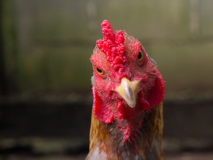 De opluchting is groot: de kippen hebben een veilig adres gevonden na het drama in de herfstvakantie.