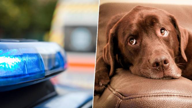 Vrouw (59) na maand dood aangetroffen in flat, haar uitgemergelde hond waakte over haar