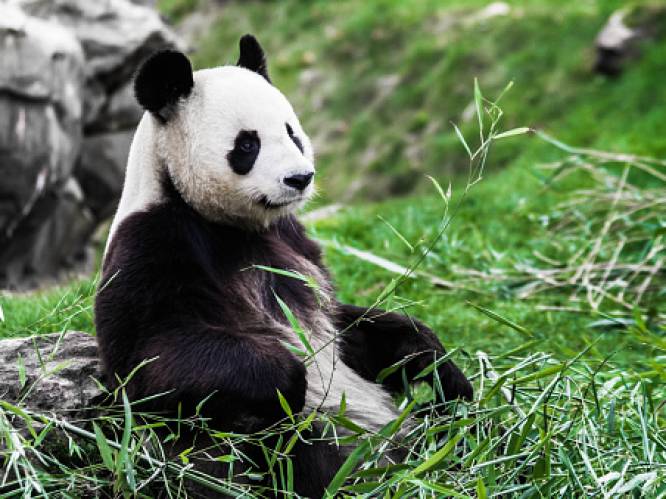 China wil pandapark creëren dat bijna 100 keer zo groot is als de Efteling