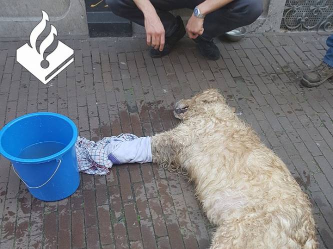 Hond die in bloedhete Nederlandse bestelbus werd achtergelaten, overleden