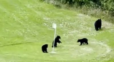 Une famille d'ours prend possession d'un terrain de golf