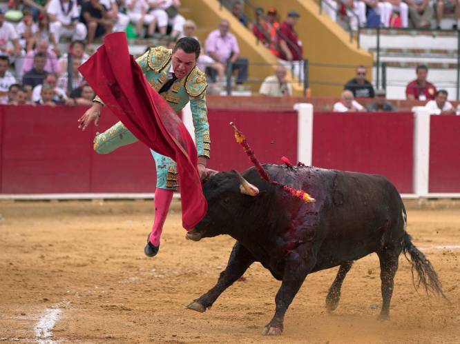 Na twee jaar opnieuw stierengevechten toegelaten op Mallorca