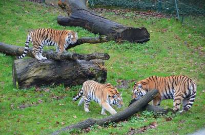 Treintje in tijgerverblijf Bellewaerde ontspoord, bezoekers veilig geëvacueerd