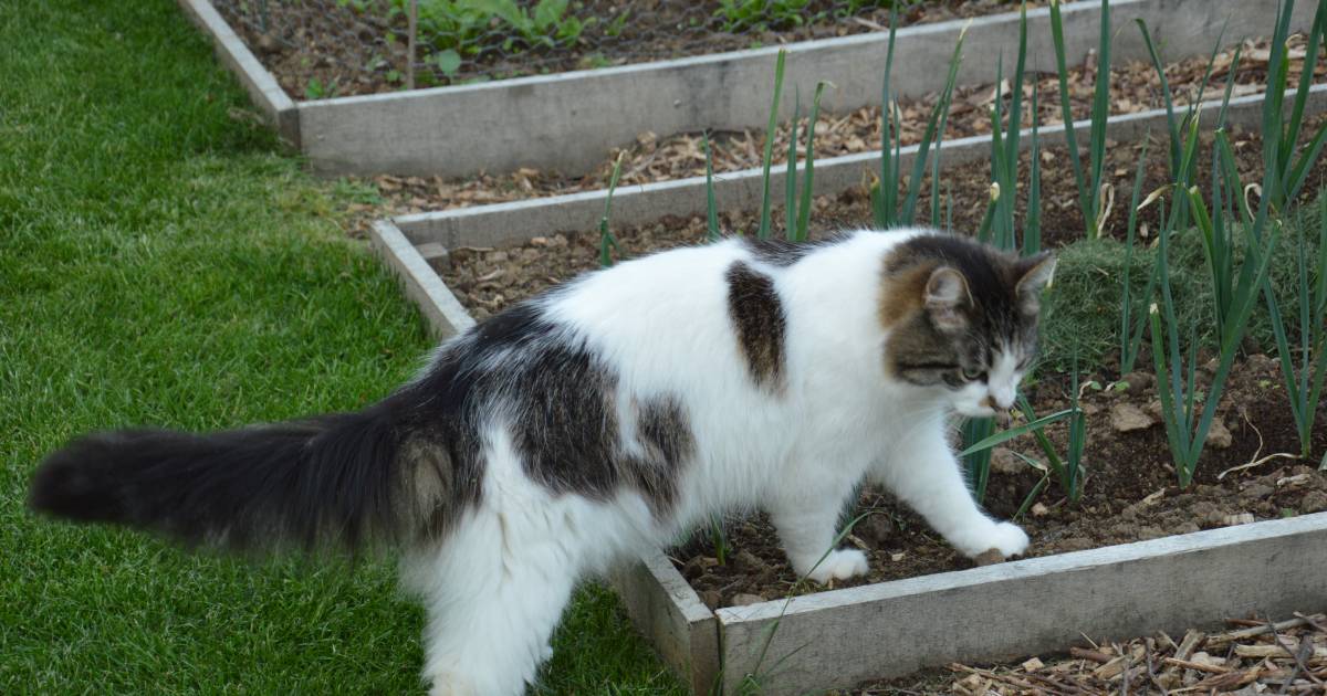 Katten Weghouden Uit Tuin Product