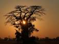Groot aantal eeuwenoude Afrikaanse baobabbomen plots gestorven