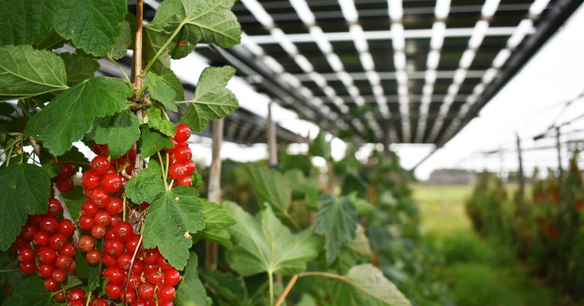 Na bessen en frambozen nu ook kersenteelt onder de zonnepanelen in de Betuwe?