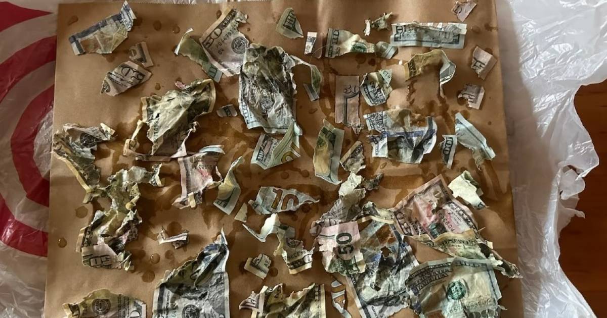Hond eet 4000 dollar aan cash van baasjes op, eigenaren zoeken snippers terug in braaksel
