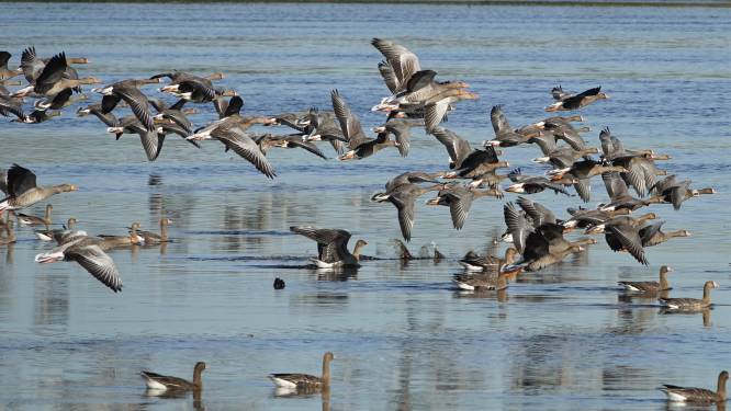 De Groote Peel loopt 2 ton subsidie mis: ‘De natuur is niet het slachtoffer’