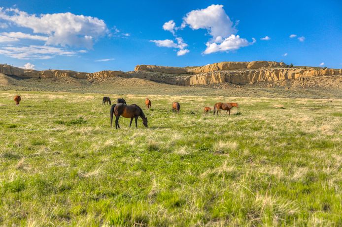 Naast de ranch is er ook gigantisch veel ruimte om, bijvoorbeeld, paarden te zetten.