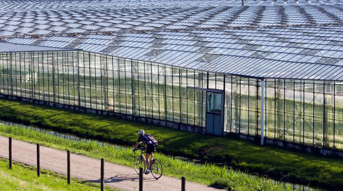 Glasbouw in het Westland. Ter illustratie.