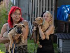 Opvang voor vechthonden in Tollebeek moet stoppen: ‘Enige plek die deze honden opneemt’ 