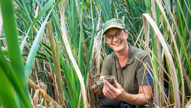 Boswachter Annemieke werkt in walhalla van kamsalamander: ‘Het zijn origami-kunstenaars’ 