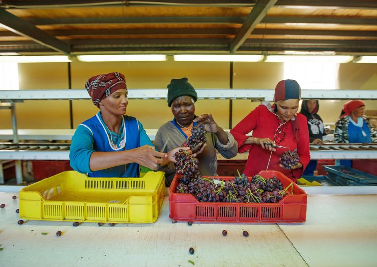Werknemers op wijnplantages in Zuid-Afrika krijgen een loon waarvan niet fatsoenlijk te leven valt.  Beeld Getty Images