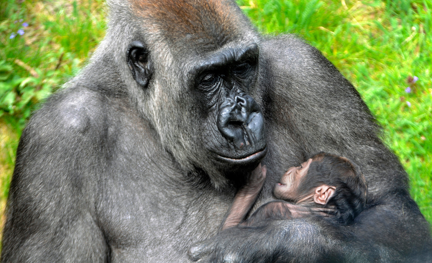 Gorilla’s rouwen om plotselinge dood van Bokito ‘Zou goed zijn als ze afscheid kunnen nemen