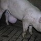 Ziek exportvee bij de grens niet altijd opgemerkt door inspecteurs NVWA