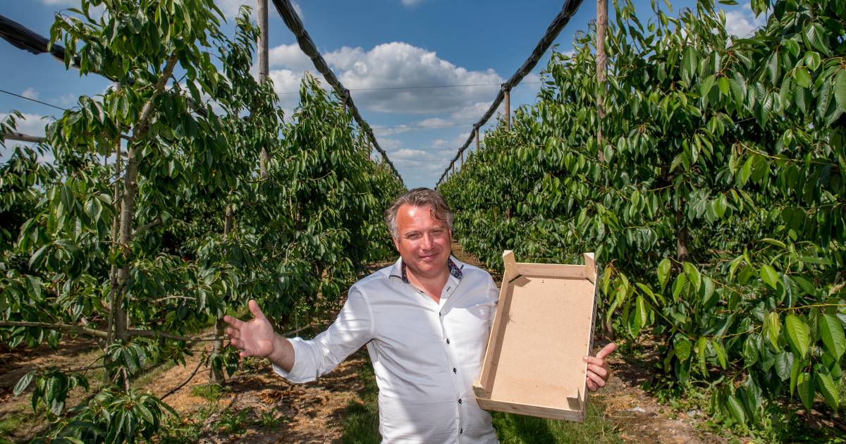 Nu ook zelf pruimen plukken in Wadenoijen | Rivierenland | gelderlander.nl - De Gelderlander